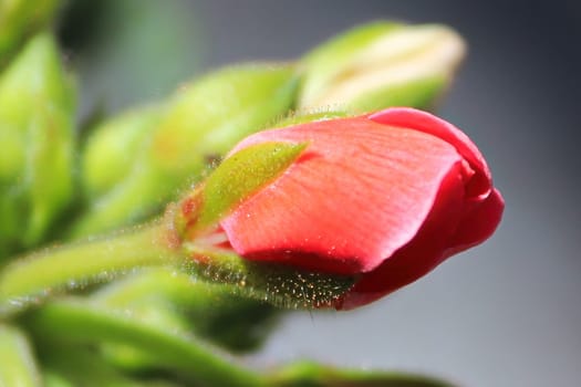 Macro of a geranium closed bud about to open.