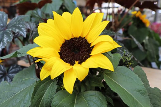 Bright yellow sunflower heads blooming in the fall.