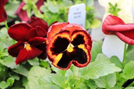 Bright red and yellow violas growing in the fall.