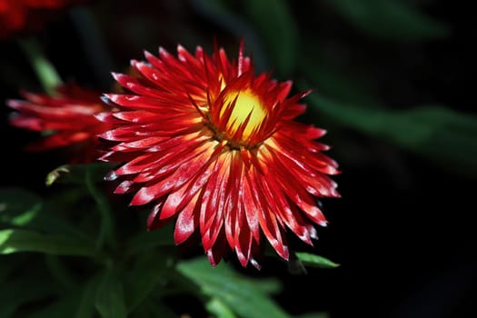 Bright yellow and red stiff petals on a strawflower.
