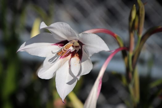 White and marroon colors on a Murielae plant.