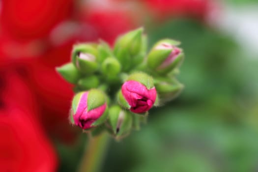 A grouping of pink geranium buds on a stalk.