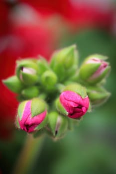 Vertical photo of pink geranium buds in a grouping.