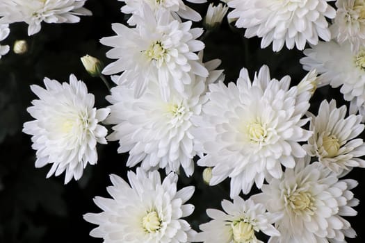 Closeup background of white Mums in bloom.