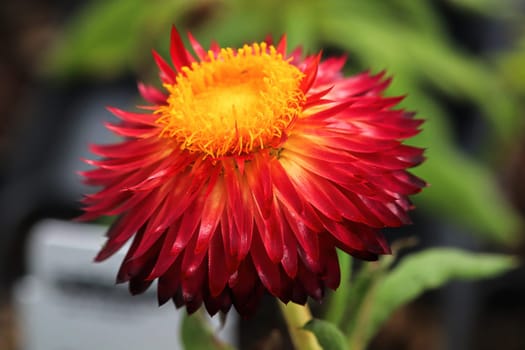 Bright yellow and red stiff petals on a strawflower.