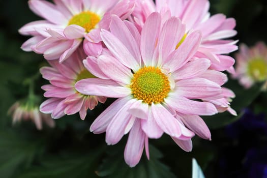 Closeup of pink and yellow Chrysanthemums in bloom.