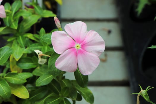 A delicate pink and white periwinkle flower.