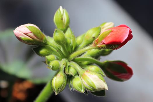 Macro view of geranium buds in a cluster.