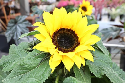 Bright yellow sunflower heads blooming in the fall.