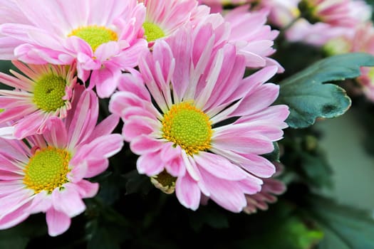 Closeup of pink and yellow Chrysanthemums in bloom.