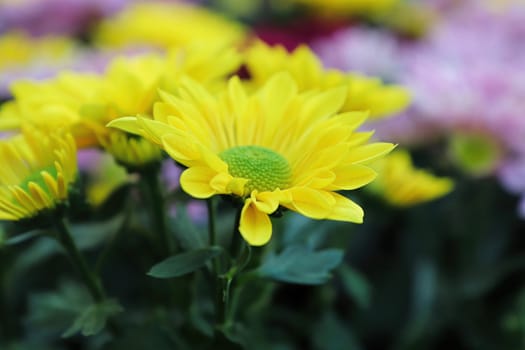 Closeup background of yellow and green centered mums.