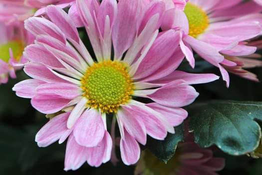 Closeup of pink and yellow Chrysanthemums in bloom.