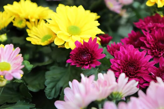Various colored Chrysanthemums in flower during fall.