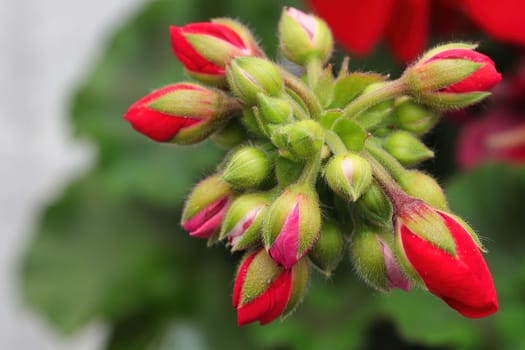 Macro view of geranium buds in a cluster.