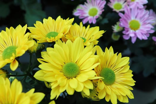Closeup background of yellow and green centered mums.