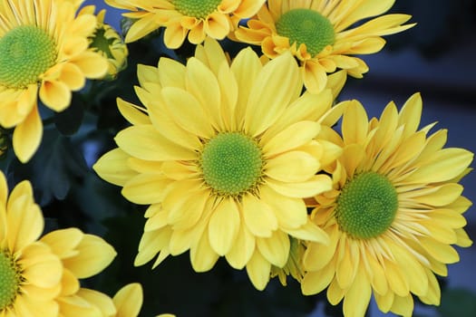 Closeup background of yellow and green centered mums.