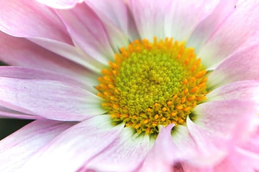 Macro of the yellow center on a pink mum.