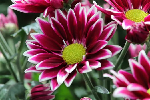 Background of vibrant red and white mums flowering.
