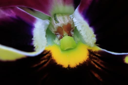 Macro view of the center of a viola.
