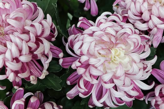 Background of pink and white shades on a spider mum.