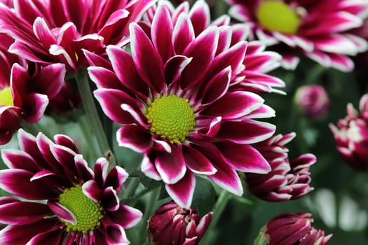 Background of vibrant red and white mums flowering.