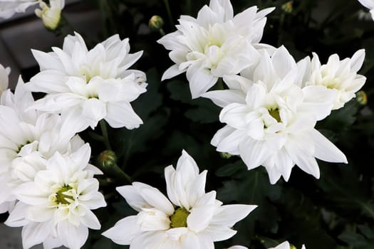 Closeup background of white Mums in bloom.