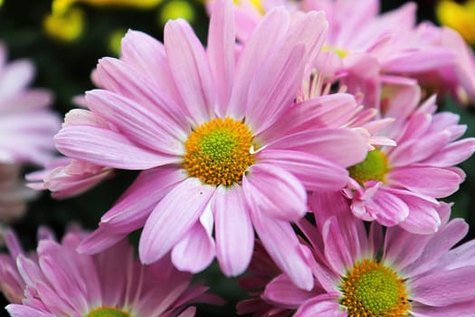Closeup of pink and yellow Chrysanthemums in bloom.