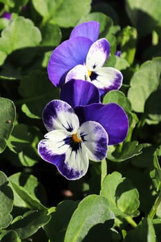 Closeup of purple and white pansies fgrowing in spring.