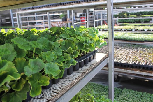 Young geranium plants in trays on a trolly.