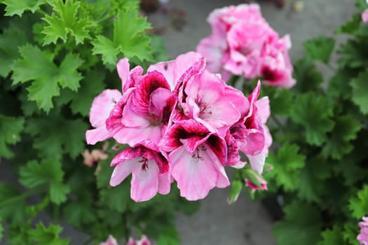 Closeup cluster of pink geranium flowers in bloom.