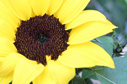Macro of a yellow sunflower head blooming in the fall.
