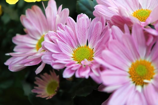 Closeup of pink and yellow Chrysanthemums in bloom.