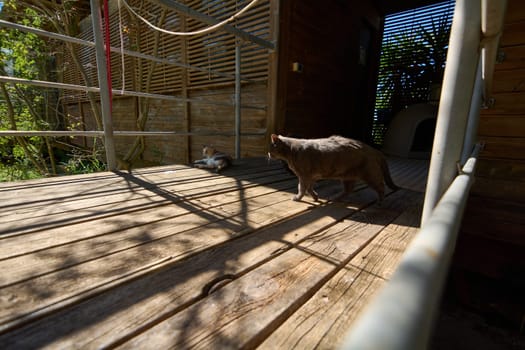 Two cats on a wooden deck, one lying down and the other approaching, with a rustic wooden structure and greenery in the background. Perfect for themes of nature, pets, and outdoor living.