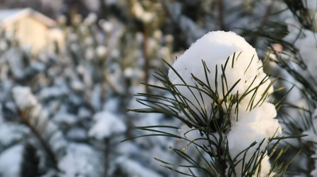 Close-up of a Christmas tree with light snow flakes. The branches of the Christmas tree are covered with snow, natural spruce. Winter background