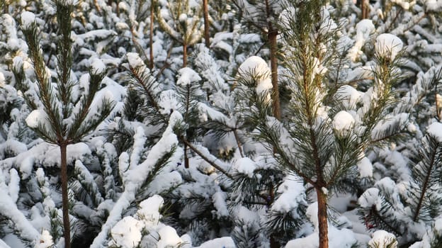 Many small trees. The branches of the Christmas tree are covered with snow, natural spruce. Winter background
