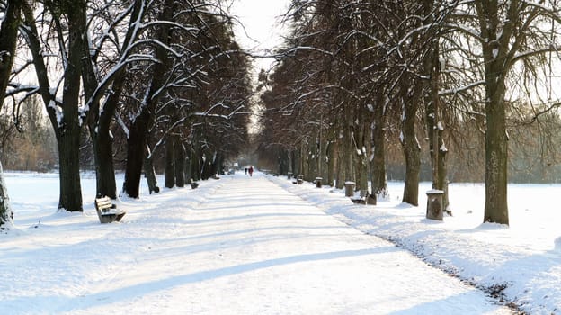 Winter landscape. Snow-covered alley in the city park. Snow covered trees in a winter forest with a road