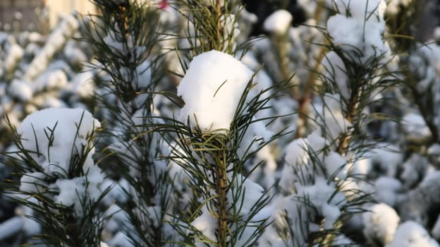 Close-up of a Christmas tree with light snow flakes. The branches of the Christmas tree are covered with snow, natural spruce. Winter background