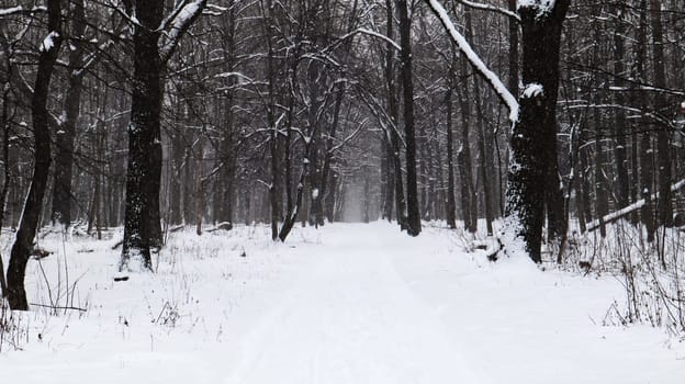 Winter landscape. Snow-covered trail in the city park. Snow covered trees in a winter forest with a road