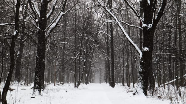 Winter landscape. Snow-covered trail in the city park. Snow covered trees in a winter forest with a road