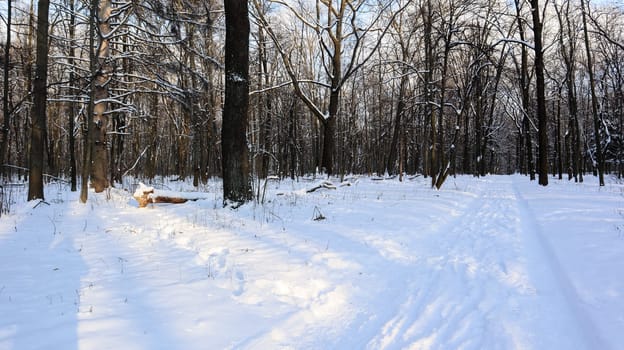 Winter landscape. Snow covered trees in winter forest with sun rays