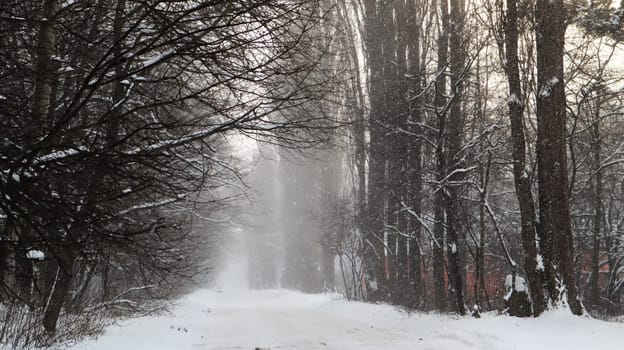 Winter landscape. Snow-covered trail in the city park. Snow covered trees in a winter forest with a road