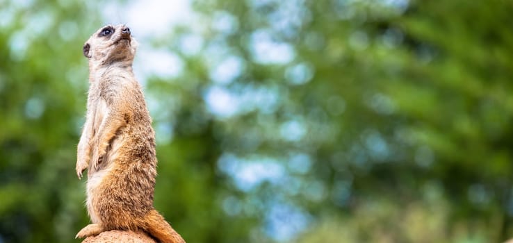 The meerkat attitude is the best surveillance system. He controls the territory and provide protection for the group. Useful for concept of security, alert and vigilance.