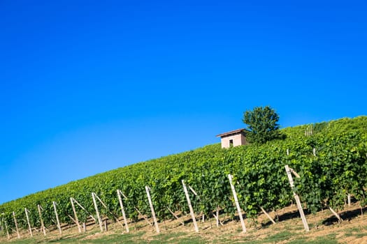 Piedmont hills in Italy, Monferrato area. Scenic countryside during summer season with vineyard field. Wonderful blue sky in background.