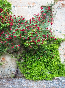 Romantic antique roses during summer season. The location is grungy and vintage in north Italy.