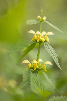 gold nettle with yellow blossoms