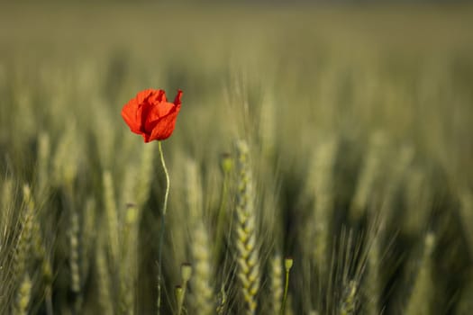 poppy flower in barley field