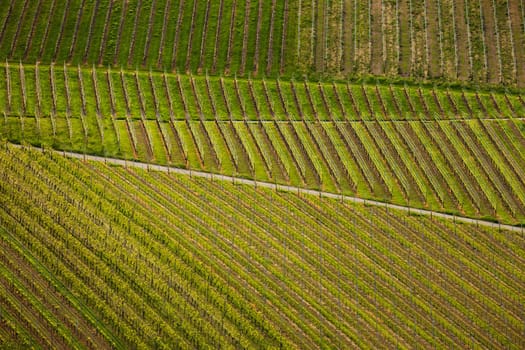 Reblandschaft