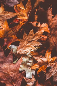 Dried autumn leaves as background
