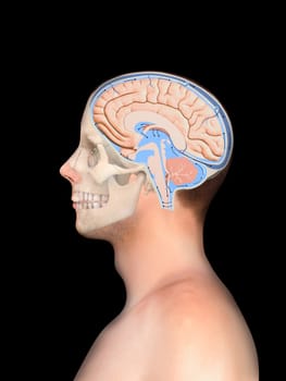 Diagram Illustrating Cerebrospinal Fluid CSF in the Brain Central Nervous System. Skull, Brain structure,2d graphic, illustration, 3d render, black background