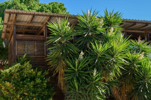 Wooden pavilion and lush vegetation A peaceful natural environment. Concept: tourism and serenity.